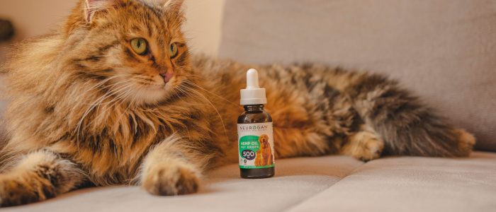Peek At The Benefits Of CBD Oil For Your Cats