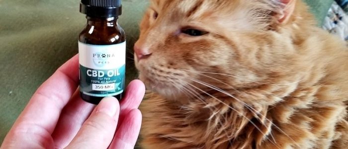 CBD Oil for Cats