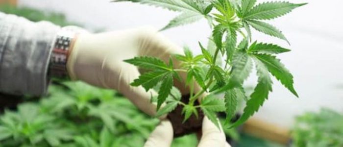 Cannabis-Derived CBD Vs. Hemp-Derived CBD