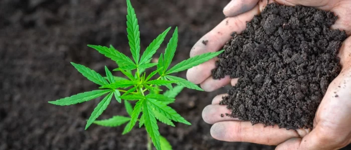What Kind Of Soil Is Best For Growing Cannabis?