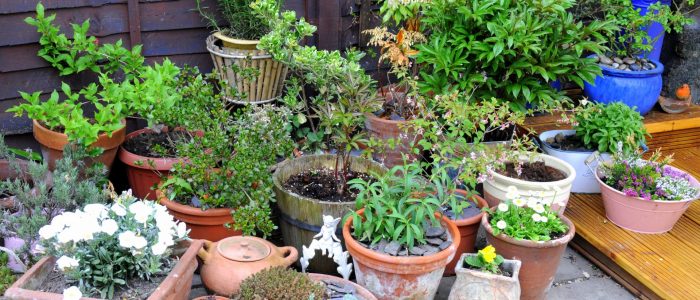 The Role Of Nursery Containers In Urban Gardening
